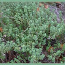 Attēlu rezultāti vaicājumam “Origanum vulgare”