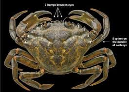 Image result for Carcinus maenas