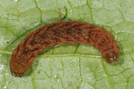 Attēlu rezultāti vaicājumam “Phlogophora meticulosa”