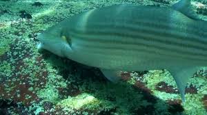 Image result for Liza aurata