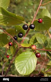 Attēlu rezultāti vaicājumam “Frangula alnus fruit”