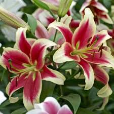 Image result for Lilium martagon `Arabian Night`