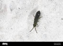 Attēlu rezultāti vaicājumam “Heteromurus nitidus”