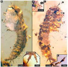 Attēlu rezultāti vaicājumam “Geocrypta galii larva”