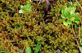 Attēlu rezultāti vaicājumam “Scorpidium cossonii”