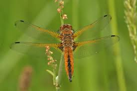 Attēlu rezultāti vaicājumam “Libellula fulva”