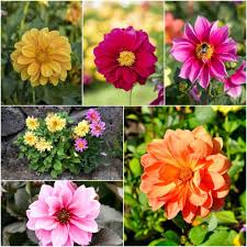 Image result for Dahlia `Red Skin`