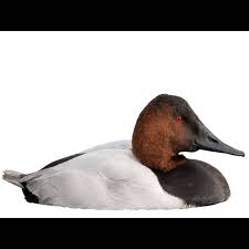 Image result for Aythya valisineria