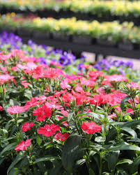 Image result for Gaillardia amblyodon