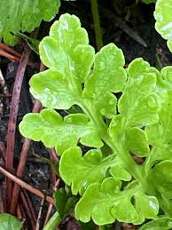 Attēlu rezultāti vaicājumam “Botrychium multifidum”