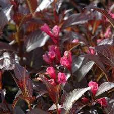 Attēlu rezultāti vaicājumam “Weigela praecox”