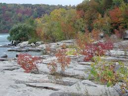 Attēlu rezultāti vaicājumam “Pseudocalliergon turgescens”
