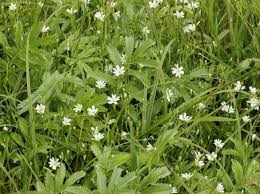 Attēlu rezultāti vaicājumam “Stellaria palustris flower”