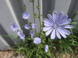 Attēlu rezultāti vaicājumam “Cichorium intybus flower”