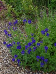 Attēlu rezultāti vaicājumam “Veronica austriaca subsp. teucrium leaf”