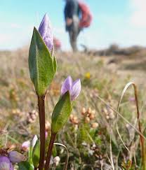 Attēlu rezultāti vaicājumam “Gentianella campestris”