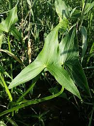 Attēlu rezultāti vaicājumam “Sagittaria sagittifolia leaf”