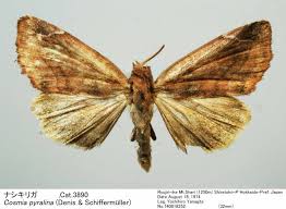 Attēlu rezultāti vaicājumam “Cosmia pyralina”