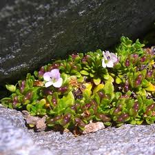 Attēlu rezultāti vaicājumam “Veronica filiformis bud”