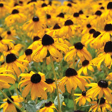 Image result for Rudbeckia Paradisio