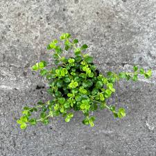 Attēlu rezultāti vaicājumam “Perichaena depressa sessile”