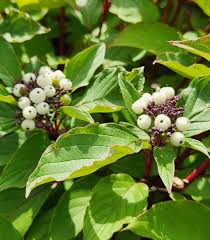 Attēlu rezultāti vaicājumam “Cornus sericea”