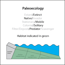Attēlu rezultāti vaicājumam “Endoceras”