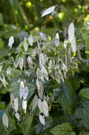 Attēlu rezultāti vaicājumam “Lunaria rediviva fruit”