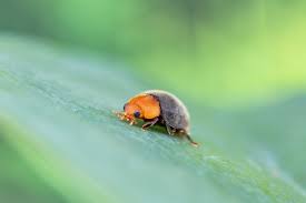 Image result for Cryptolaemus