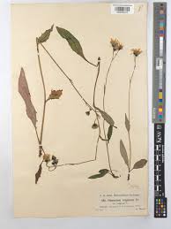 Attēlu rezultāti vaicājumam “Hieracium vulgatum”