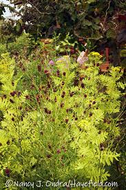Attēlu rezultāti vaicājumam “Sanguisorba officinalis leaf”