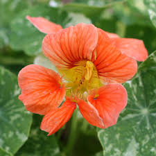 Image result for Tropaeolum minus
