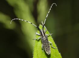 Attēlu rezultāti vaicājumam “Agapanthia villosoviridescens”