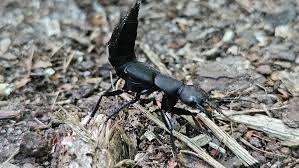 Attēlu rezultāti vaicājumam “Oligia sp.”