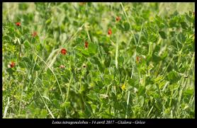 Image result for Lotus tetragonolobus