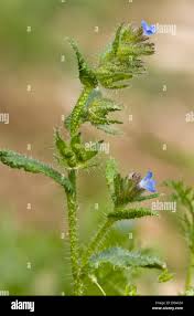 Attēlu rezultāti vaicājumam “Anchusa arvensis”