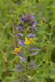 Attēlu rezultāti vaicājumam “Melampyrum nemorosum leaf”