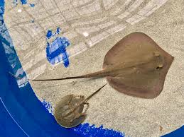 Image result for Hypanus longus