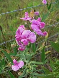Attēlu rezultāti vaicājumam “Lathyrus latifolius flower”