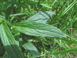 Attēlu rezultāti vaicājumam “Lithomoia solidaginis”