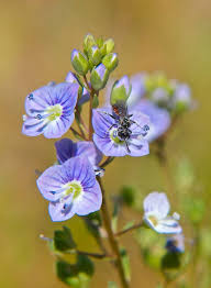 Attēlu rezultāti vaicājumam “Veronica anagallis-aquatica leaf”