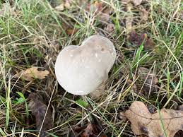 Attēlu rezultāti vaicājumam “Calvatia excipuliformis”