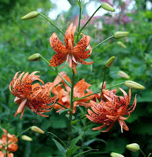 Attēlu rezultāti vaicājumam “Lilium lancifolium flower”