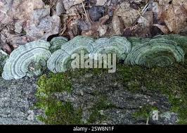 Attēlu rezultāti vaicājumam “Stereum fasciatum”