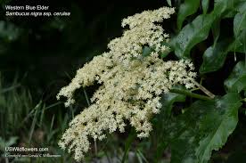Attēlu rezultāti vaicājumam “Adoxaceae”