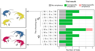 Attēlu rezultāti vaicājumam “Lycogala persicum young”