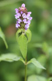 Attēlu rezultāti vaicājumam “Labiatae”