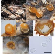 Attēlu rezultāti vaicājumam “Sphaerobolus stellatus”