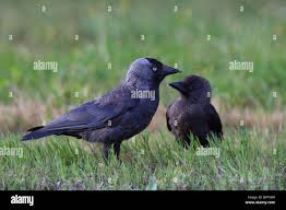 Attēlu rezultāti vaicājumam “Corvus monedula adult”