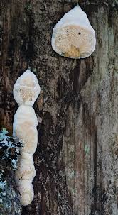 Attēlu rezultāti vaicājumam “Diplomitoporus flavescens”